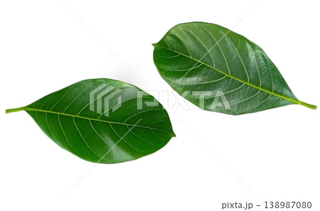Jackfruit leaf isolated on white background 138987080