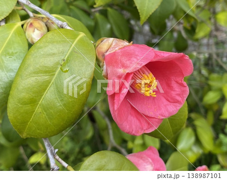 Flower 花 Flower 花 138987101
