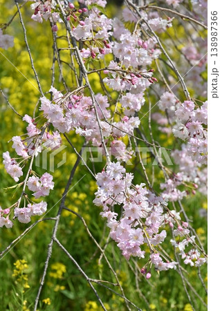 春の光に照らされた桜 春の光に照らされた桜 138987366