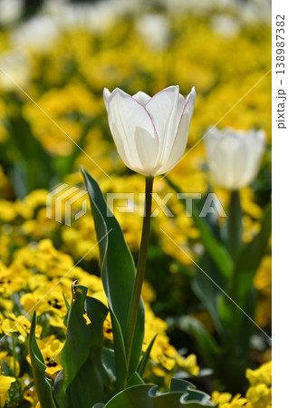 春の花壇に咲くチューリップの白い花 春の花壇に咲くチューリップの白い花 138987382