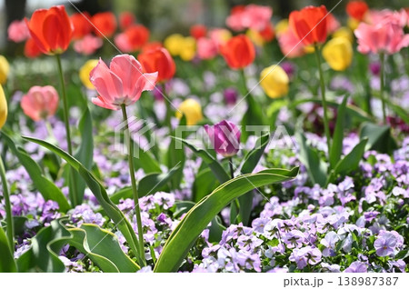 春の花壇に咲く紫色のチューリップ 138987387