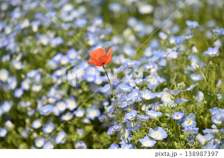 ネモフィラの花と赤いポピー 138987397