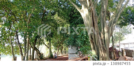 Shady morning under a banyan canopy by a city lake Shady morning under a banyan canopy by a city lake 138987455