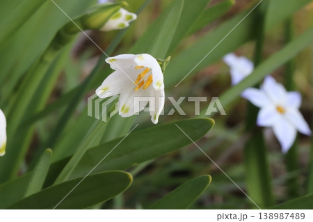 春の庭に咲く白い花びらの先端に緑色の斑点があるスノーフレークの花 春の庭に咲く白い花びらの先端に緑色の斑点があるスノーフレークの花 138987489