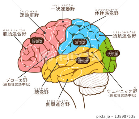 大脳の各部名称 Various parts of the cerebrum 大脳の各部名称 Various parts of the cerebrum 138987538