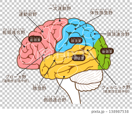 大脳の各部名称 Various parts of the cerebrum 大脳の各部名称 Various parts of the cerebrum 138987538