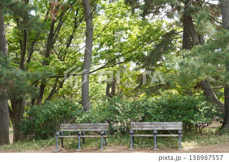 光が丘公園の木製ベンチと新緑の森（静かな休息と癒しの風景） 138987557