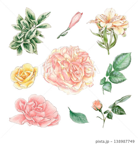 Watercolor illustration of a set of delicate roses and other flowers, hand-drawn. Watercolor illustration of a set of delicate roses and other flowers, hand-drawn. 138987749