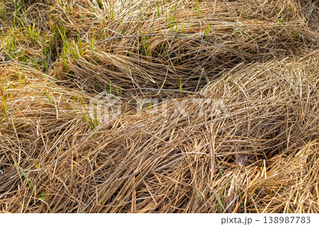dry yellow last year grass mixed with fresh green 138987783