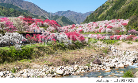 阿智村・花桃の里 138987929