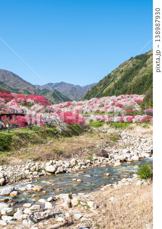 阿智村・花桃の里 138987930