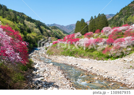 阿智村・花桃の里 138987935
