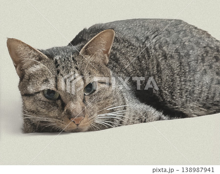 寝転んで見つめてくる猫 寝転んで見つめてくる猫 138987941