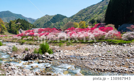 阿智村・花桃の里 138987943