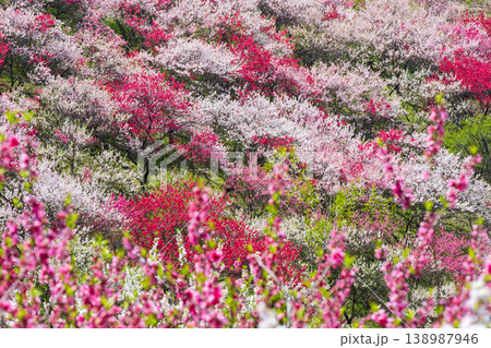 花桃(阿智村・花桃の里にて) 花桃(阿智村・花桃の里にて) 138987946