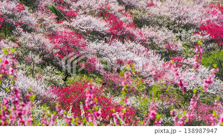 花桃（阿智村・花桃の里にて） 138987947