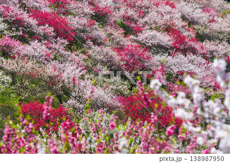 花桃（阿智村・花桃の里にて） 138987950
