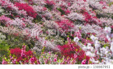 花桃（阿智村・花桃の里にて） 138987951
