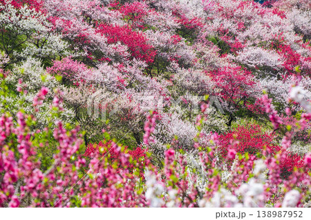 花桃（阿智村・花桃の里にて） 138987952