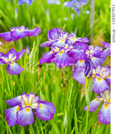 紫色の菖蒲の花 紫色の菖蒲の花 138987953