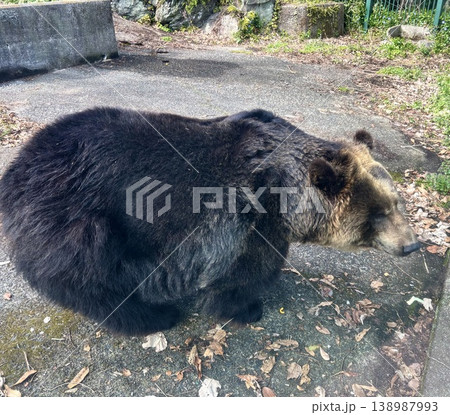 横から見たヒグマの全身 138987993
