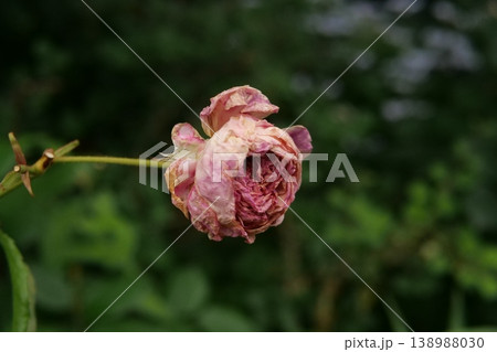 枯れたバラの花 枯れたバラの花 138988030