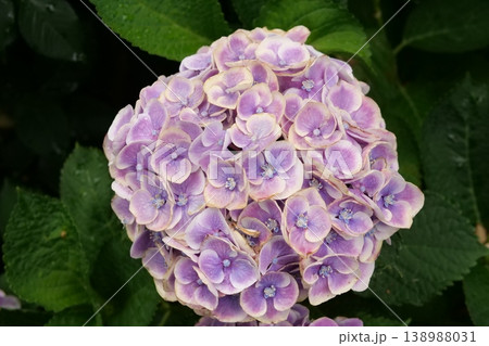 雨に濡れた紫陽花 雨に濡れた紫陽花 138988031