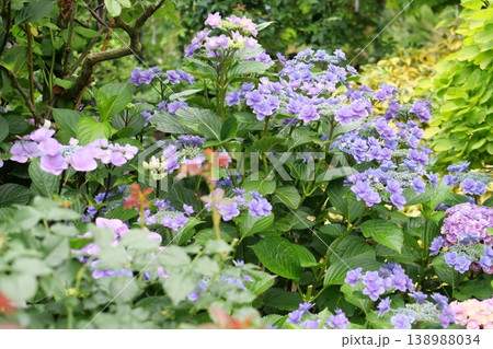 薄紫色の紫陽花 薄紫色の紫陽花 138988034
