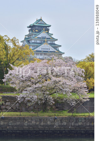 大阪城の桜 大阪城の桜 138988049