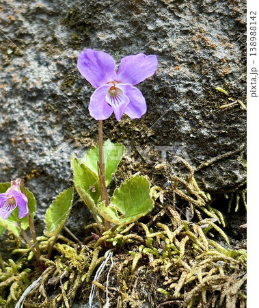 奥入瀬渓流の苔むす岩に咲く紫のスミレ 奥入瀬渓流の苔むす岩に咲く紫のスミレ 138988142