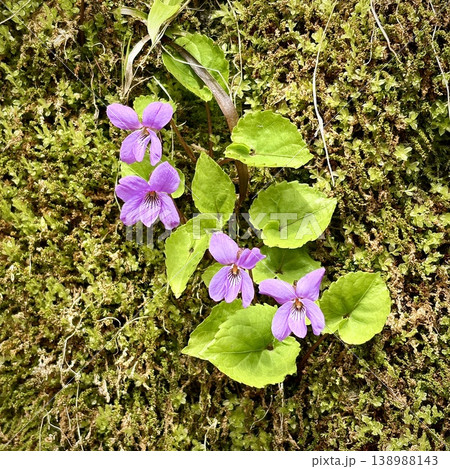 奥入瀬渓流の苔の絨毯に咲くスミレの群れ 奥入瀬渓流の苔の絨毯に咲くスミレの群れ 138988143