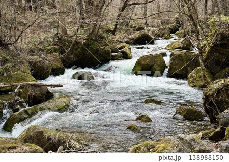 奥入瀬渓流の苔むす巨岩を縫う白い瀬と早春の森 138988150