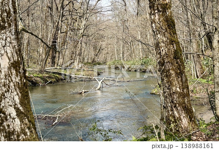 奥入瀬渓流を抜ける早春の穏やかな川と森の風景 奥入瀬渓流を抜ける早春の穏やかな川と森の風景 138988161