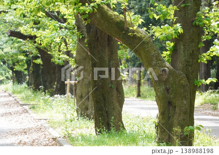 光が丘公園・赤塚口の桜並木と春の新緑（葉桜の散歩道） 138988198