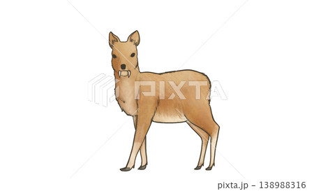 キバノロが静かにこちらを見つめているイラスト キバノロが静かにこちらを見つめているイラスト 138988316