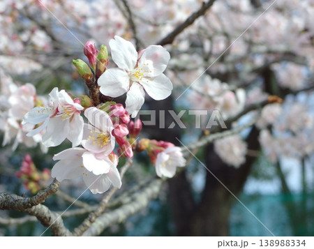 春に咲く桜の花 Cherry blossoms in spring 春に咲く桜の花 Cherry blossoms in spring 138988334