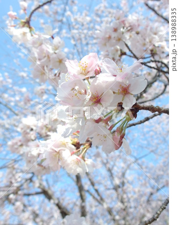 青空と桜(春の風景) Cherry blossoms with blue sky (spring b 青空と桜(春の風景) Cherry blossoms with blue sky (spring b 138988335