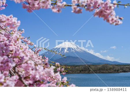 富士山と桜 138988411