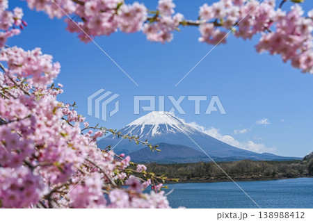 富士山と桜 138988412