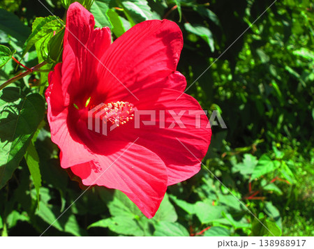 アメリカフヨウの赤い花の風景 138988917