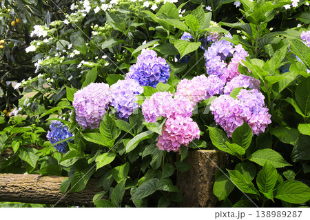 コバルト色やピンク色の紫陽花の咲く風景 138989287