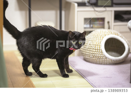 黒猫 黒猫 138989353