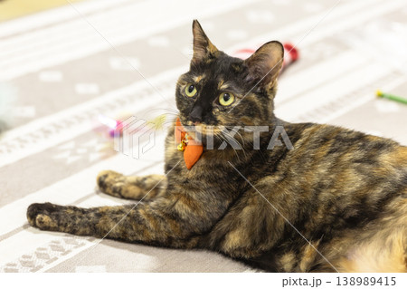 サビ猫 サビ猫 138989415