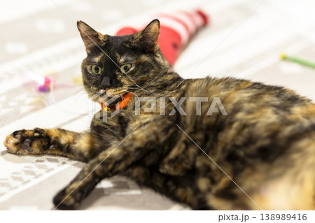 サビ猫 138989416