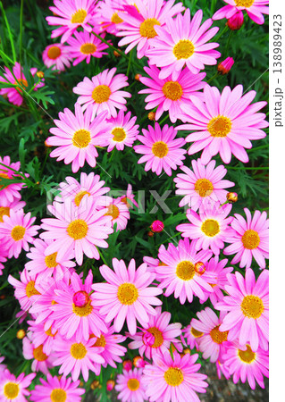 ピンク色のマーガレットの花が満開の風景 138989423