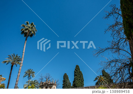 Tall Palm Trees 138989458