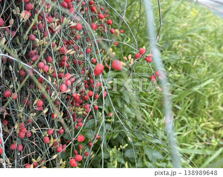 Red berries and green grass creating vibrant natural background with delicate foliage detail Red berries and green grass creating vibrant natural background with delicate foliage detail 138989648