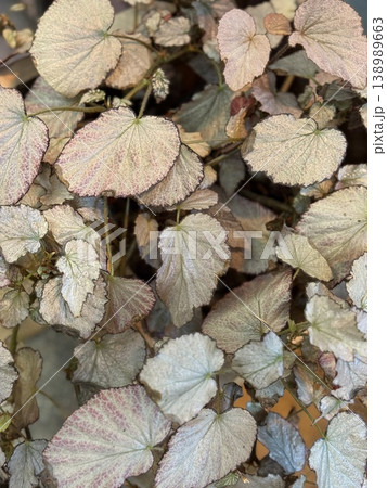 Leaves of a begonia plant with intricate veins and texture, perfect for nature-themed background 138989663