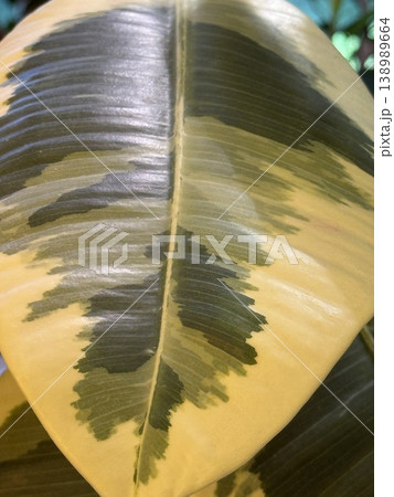 Closeup of variegated rubber plant leaf with shades of green and yellow, suitable for background Closeup of variegated rubber plant leaf with shades of green and yellow, suitable for background 138989664