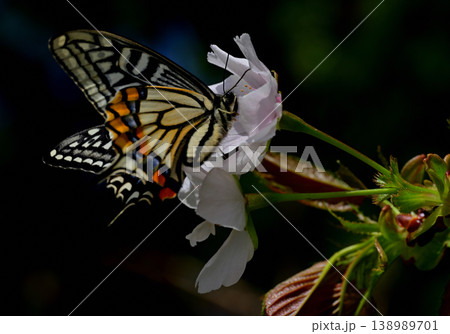 桜の蜜を吸うキアゲハ(黒背景のマクロ写真) Swallowtail butterfly feedin 桜の蜜を吸うキアゲハ(黒背景のマクロ写真) Swallowtail butterfly feedin 138989701